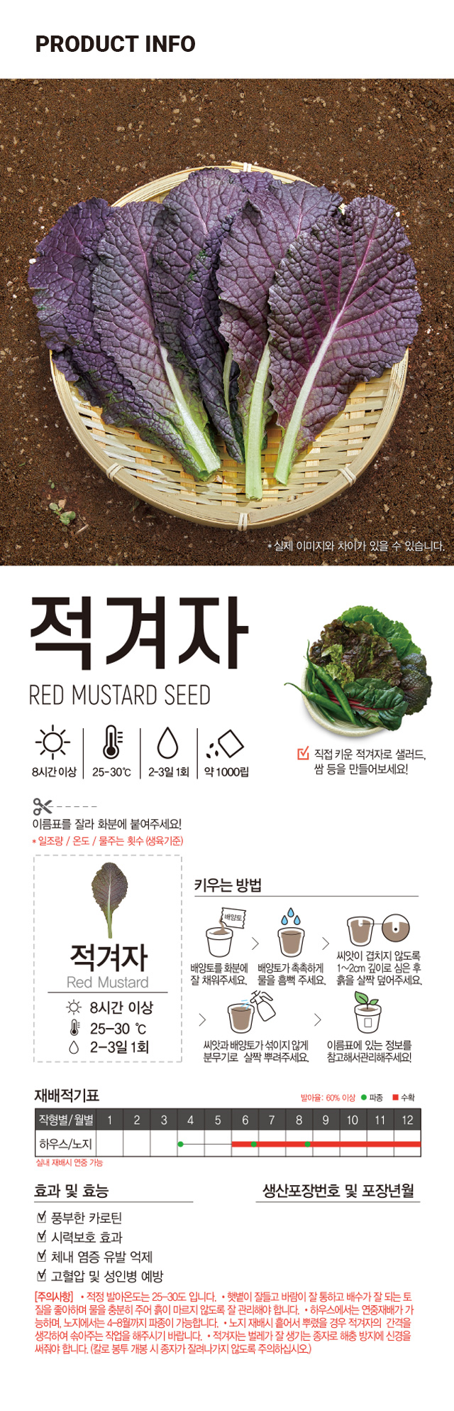 초록스타 적겨자 씨앗