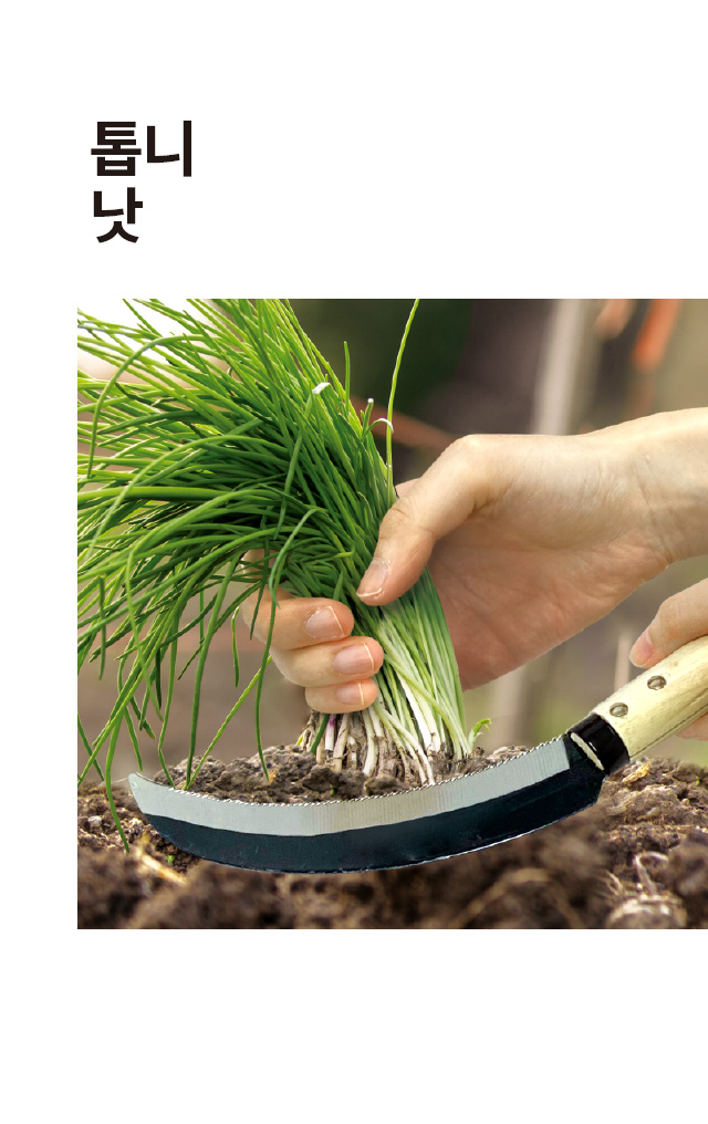 톱니 낫