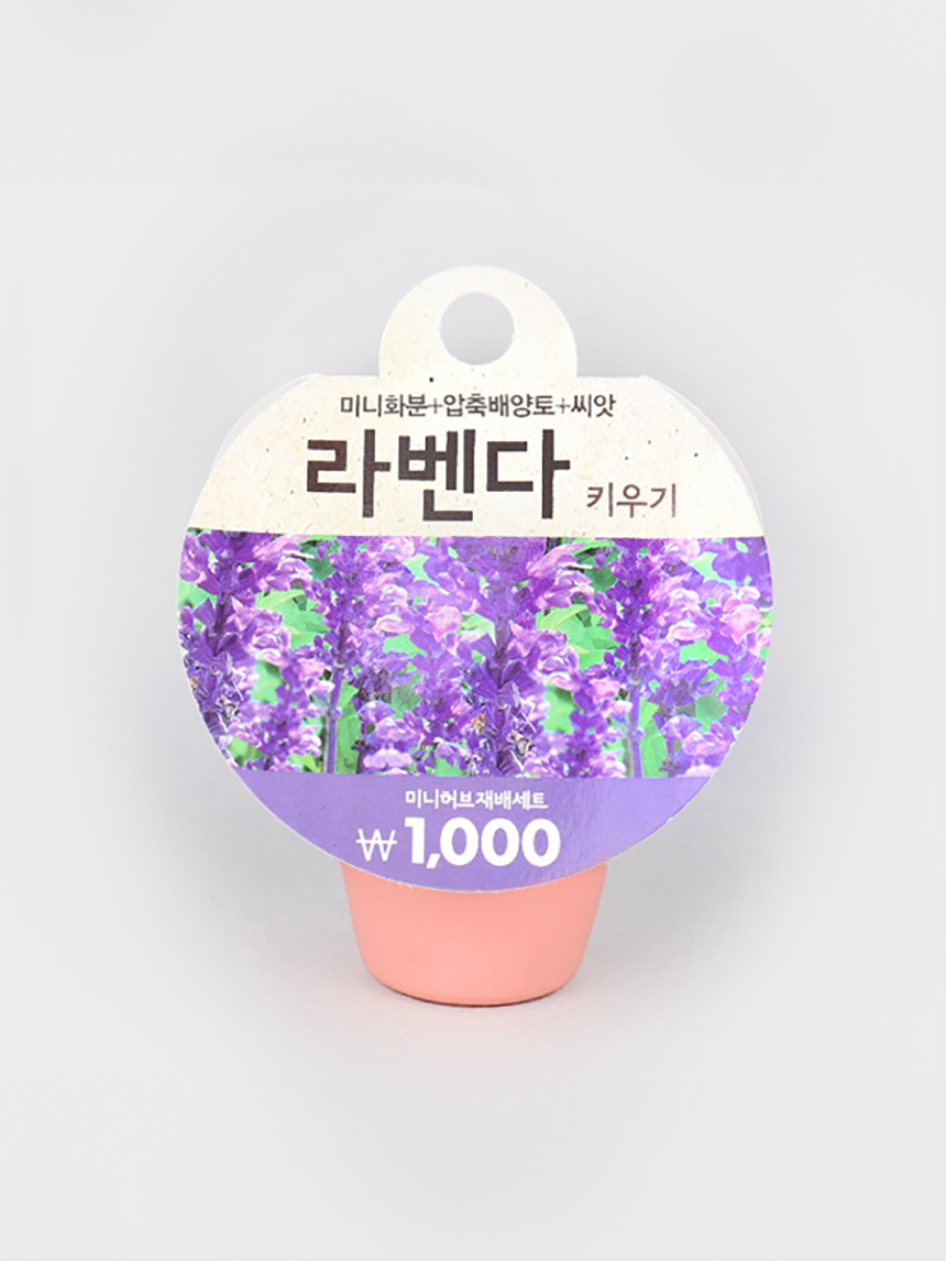 라벤더 재배 세트