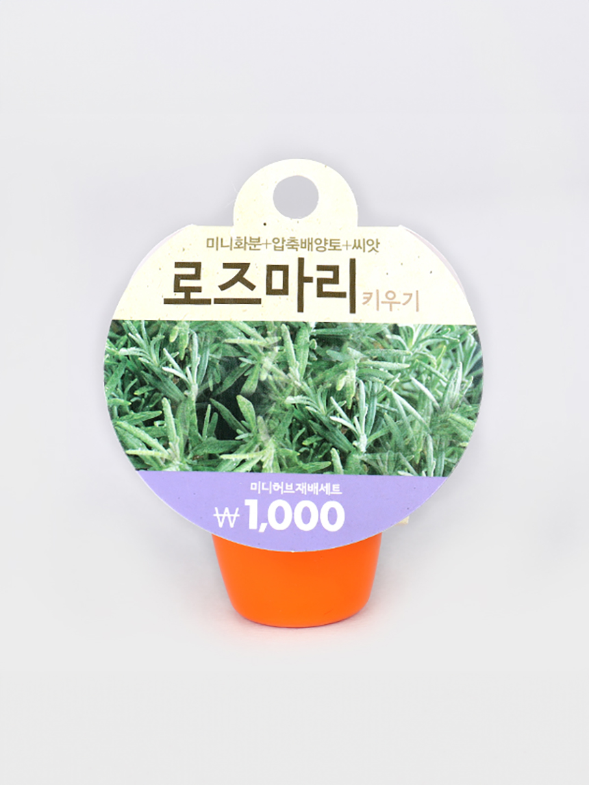 로즈마리 재배 세트