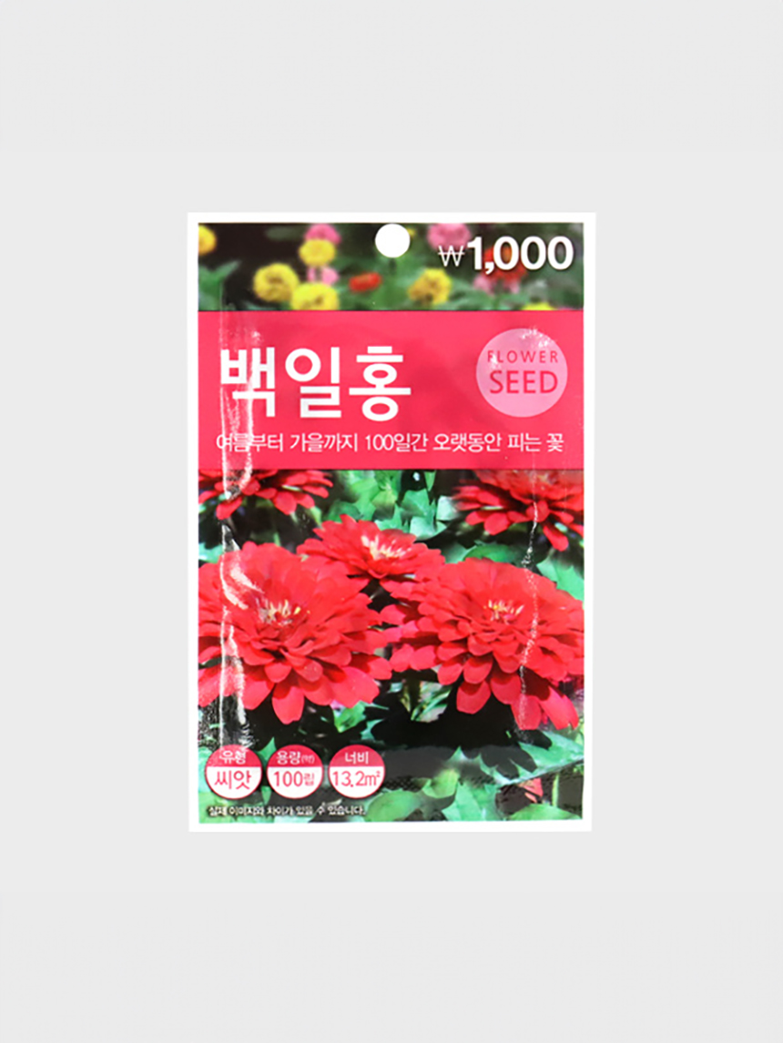 초록스타 백일홍