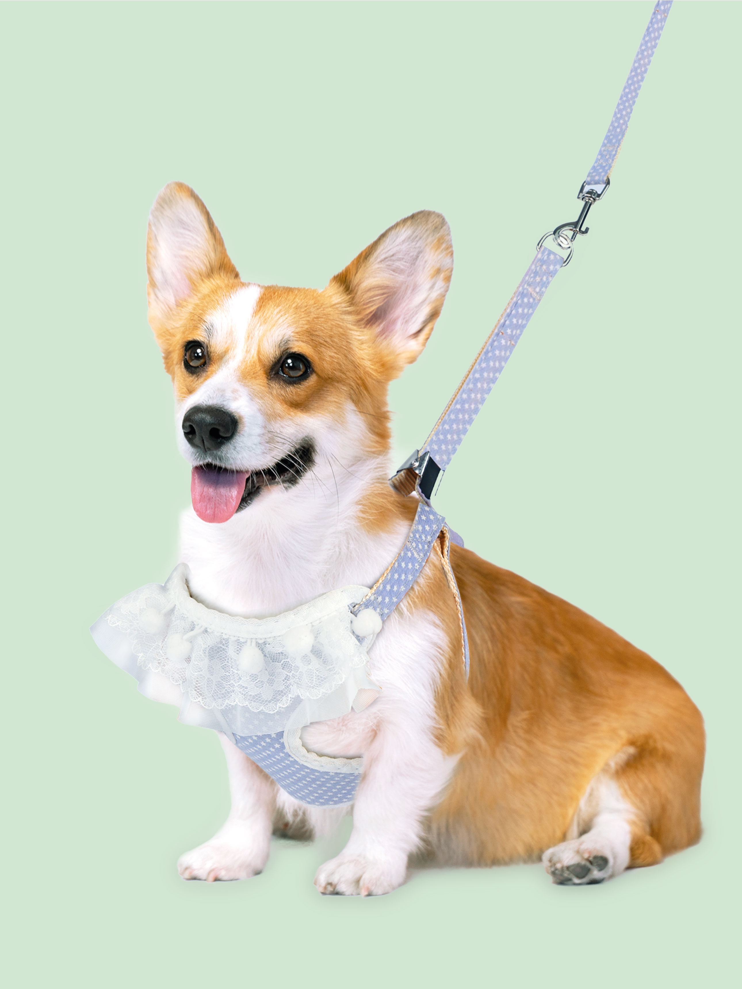[Pet] Комплект шлейка и поводок с кружевом