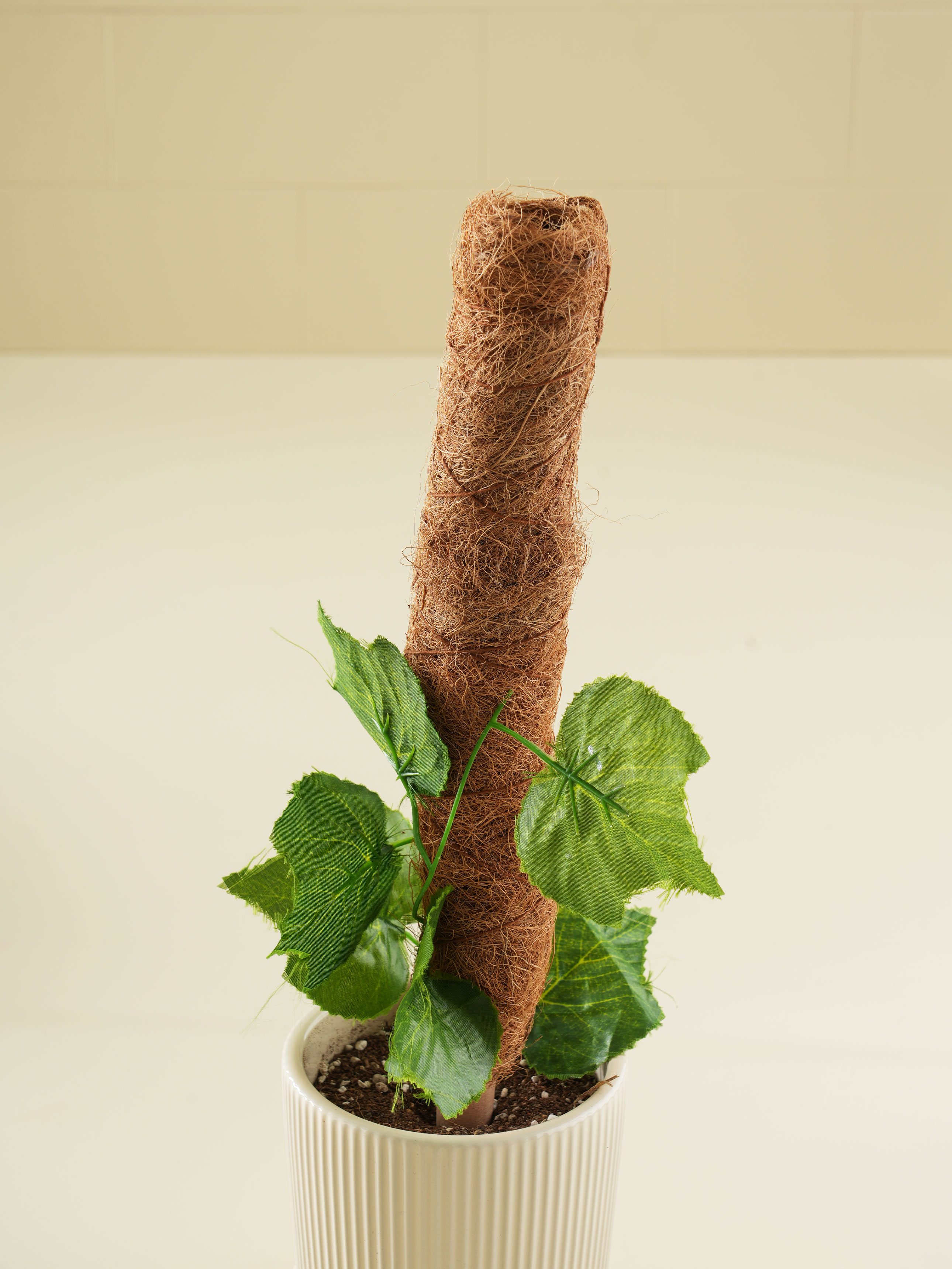 코코넛 수태봉 40 cm