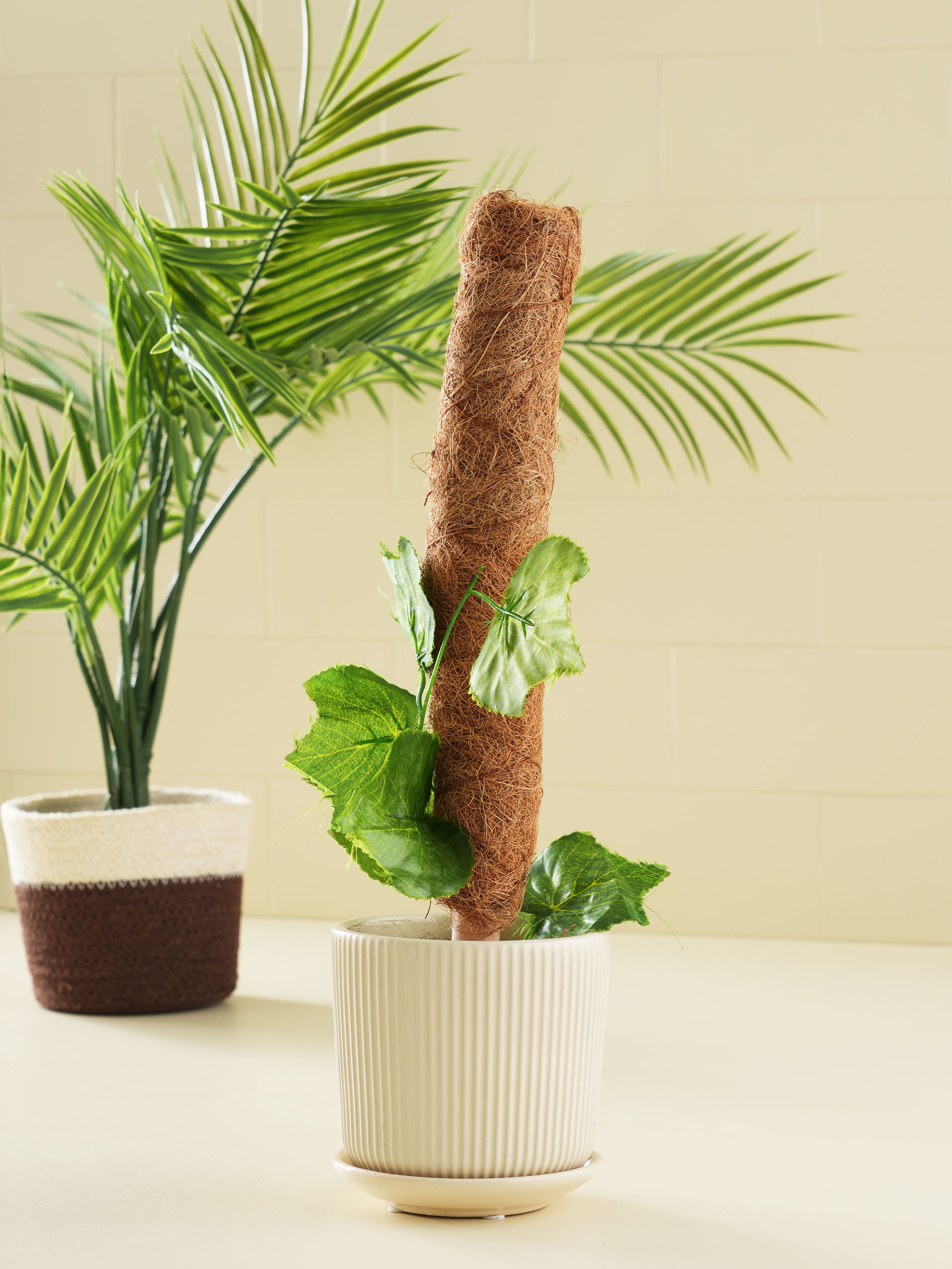코코넛 수태봉 40 cm