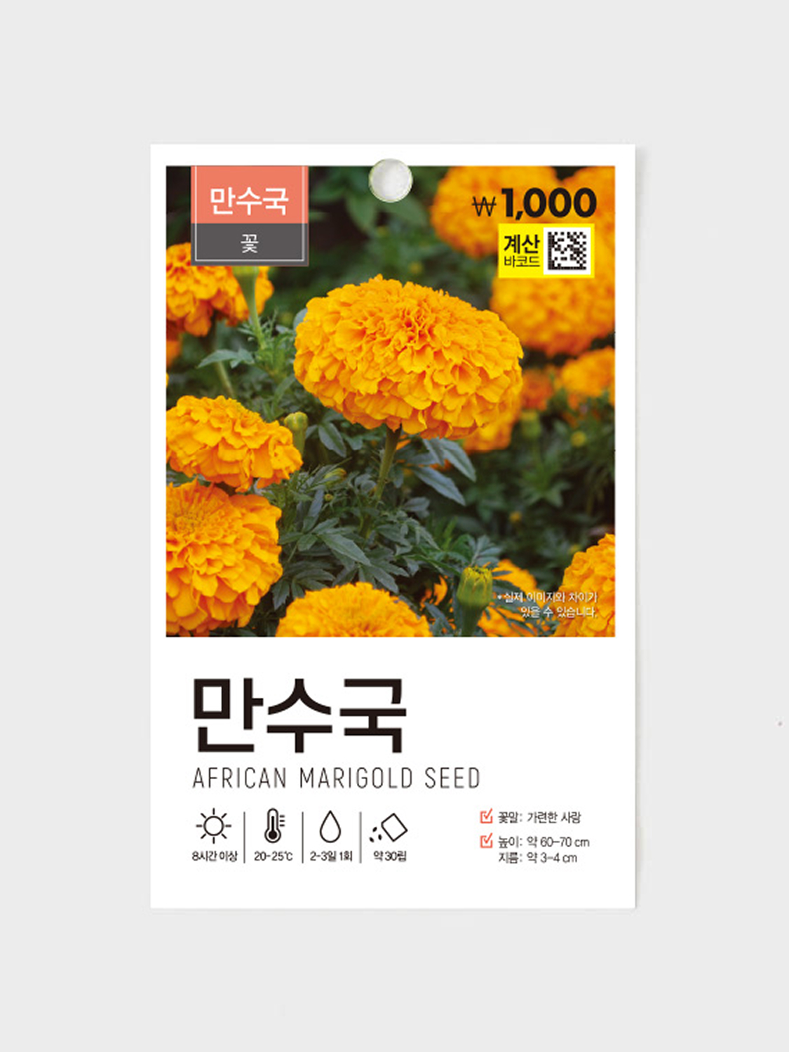 초록스타 메리골드
