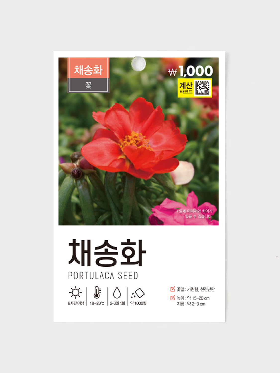 초록스타 채송화