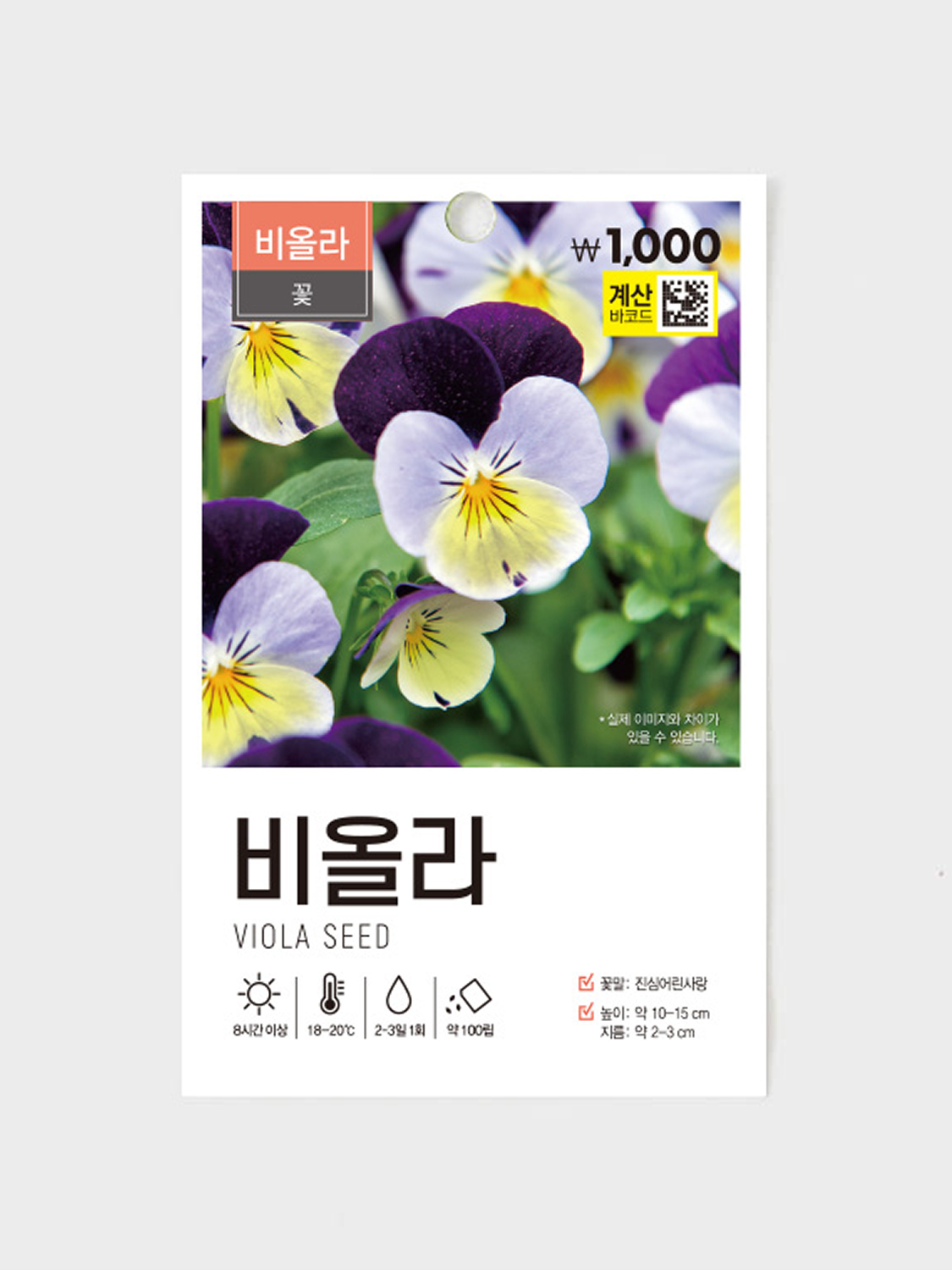 초록스타 비올라