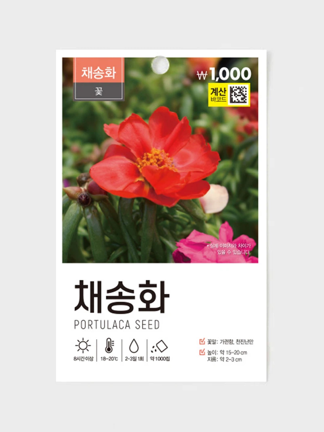 초록스타 채송화