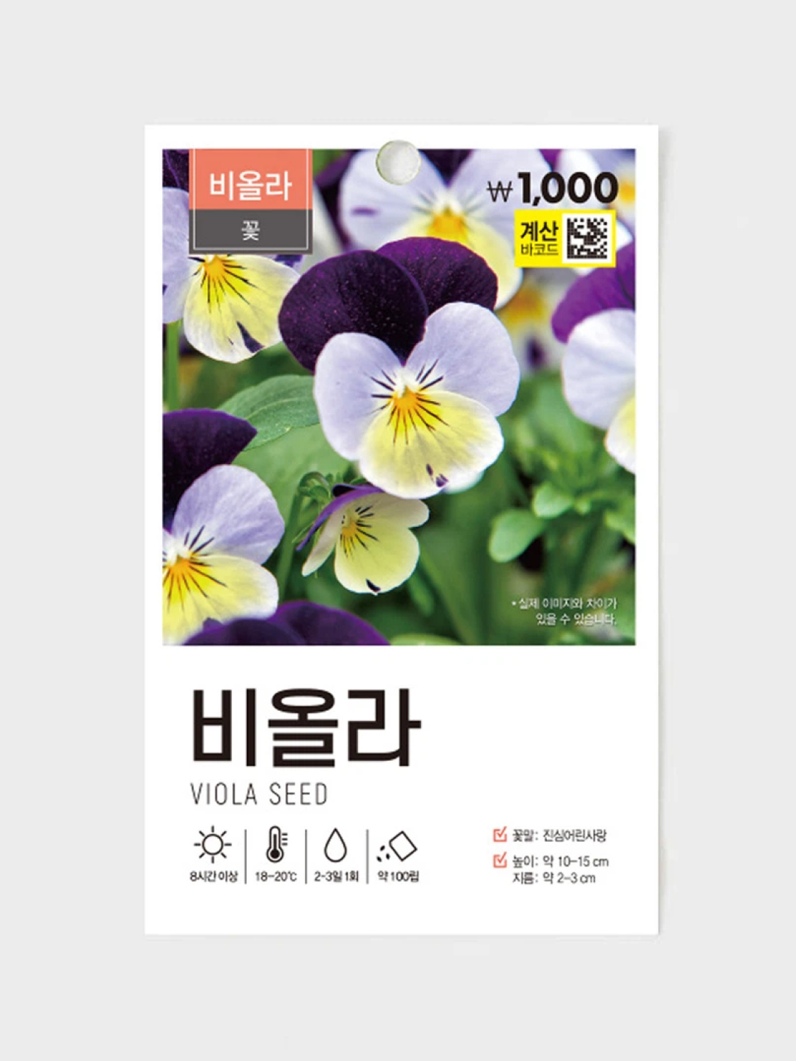 초록스타 비올라