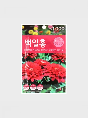 초록스타 백일홍
